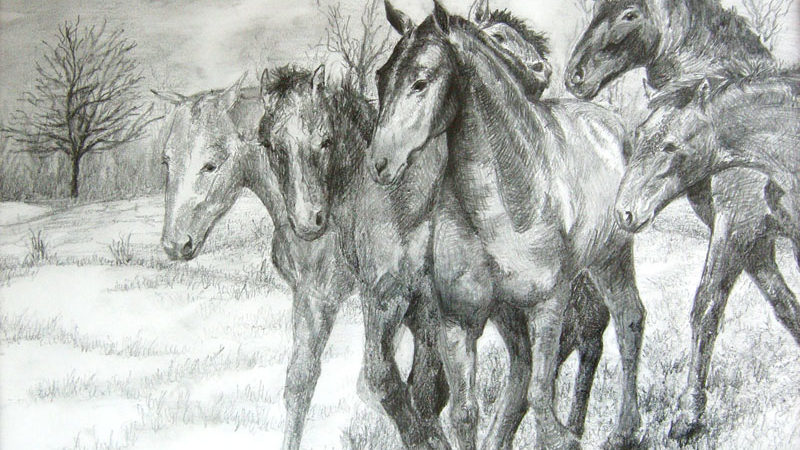 dessins graphites chevaux 1