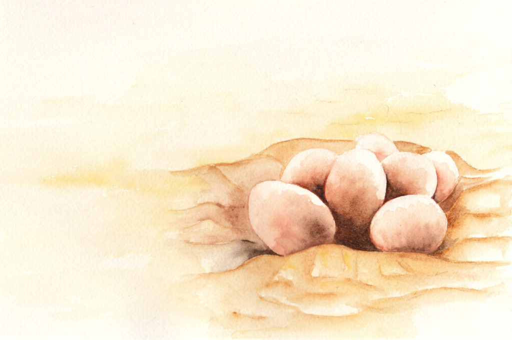 Illustration d'un nid d'autruche - illustration jeunesse à l'aquarelle