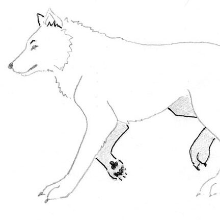 Pas-à-pas, dessiner un loup