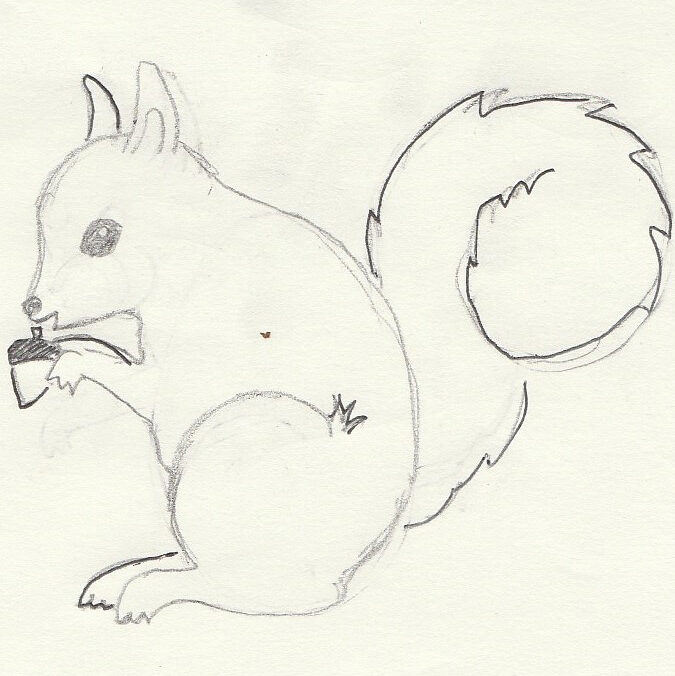 Pas-à-pas, dessiner un écureuil