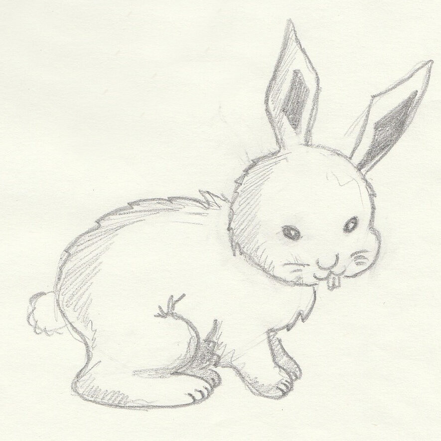 Pas-à-pas, dessiner un lapin