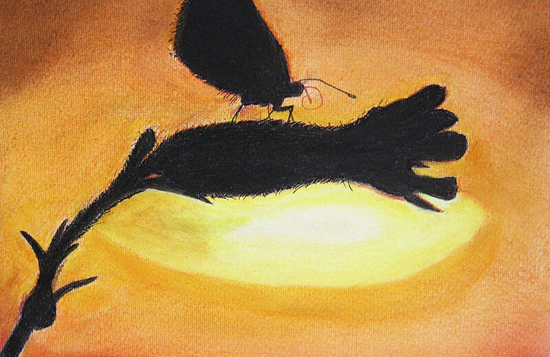 dessin pastel papillon chardon cours adultes st genest