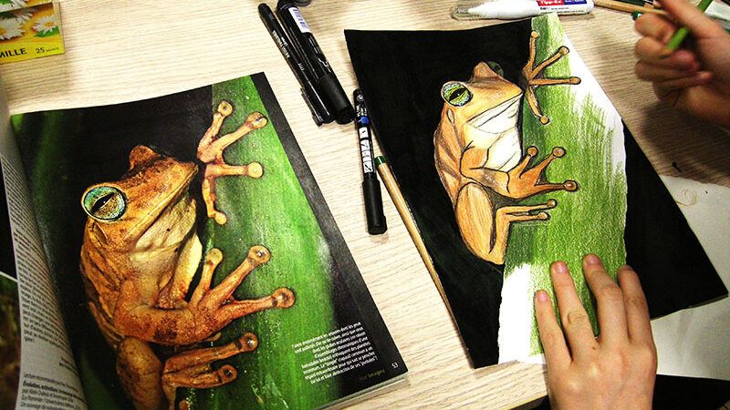 dessin grenouille crayons de couleur cours treignac