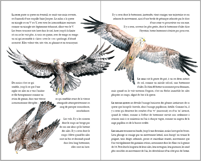 illustration naturaliste buse milan