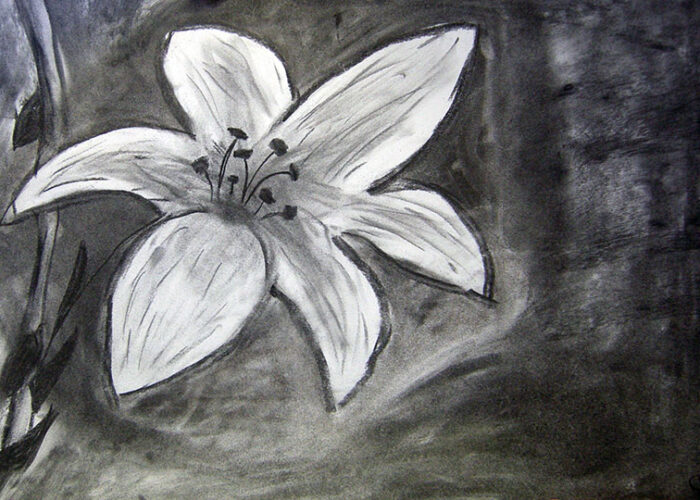 fleur fusain cours dessin enfants lubersac