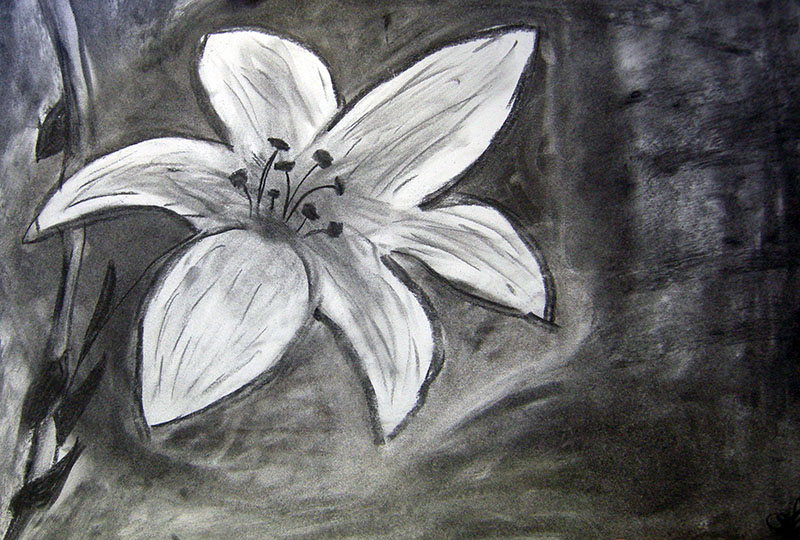 fleur fusain cours dessin enfants lubersac